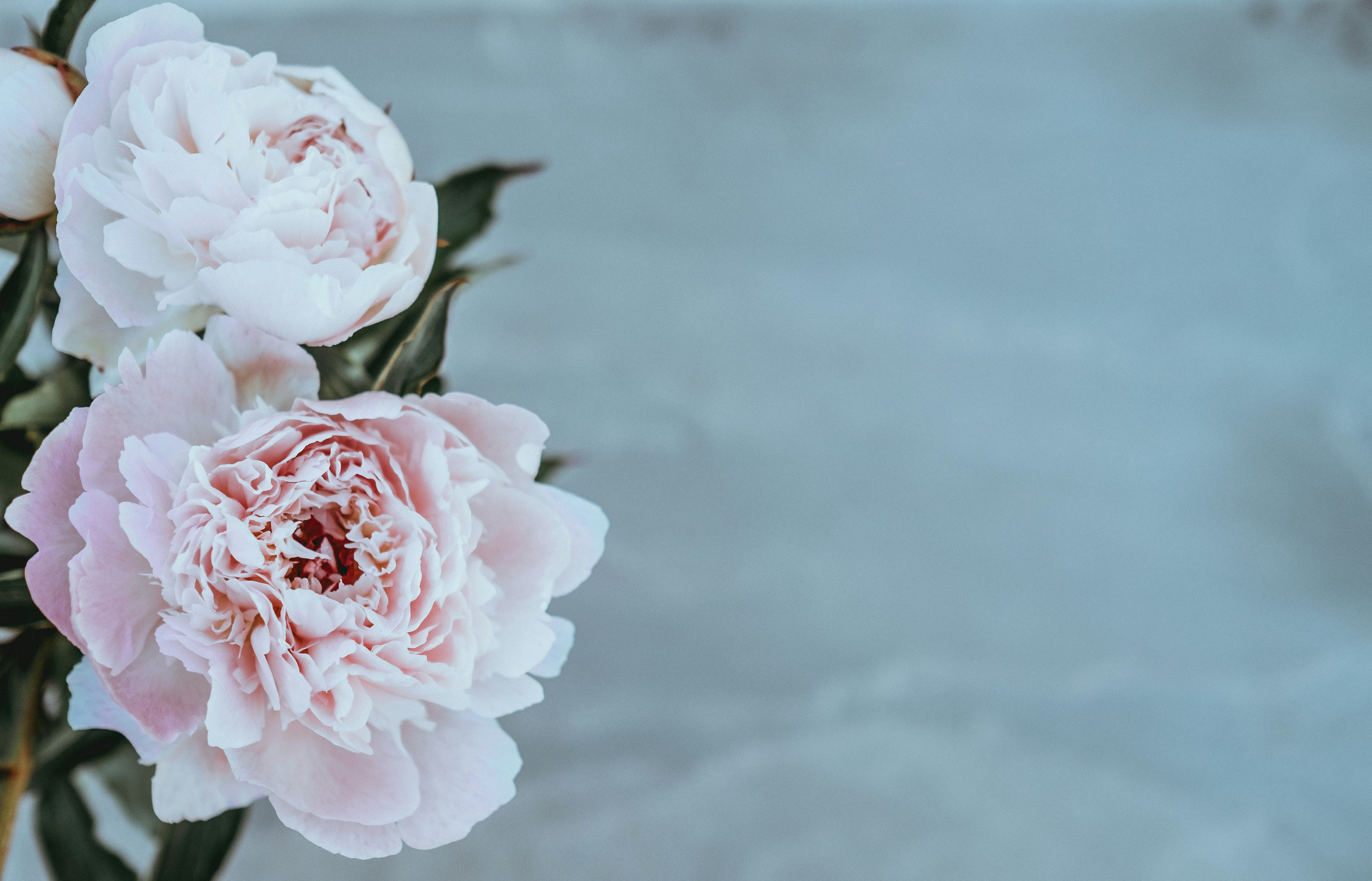 shallow focus photography of pink flowers